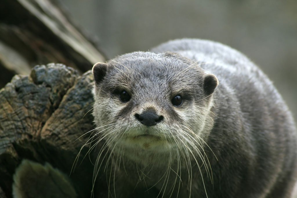 Animais Em Extinção No Cerrado