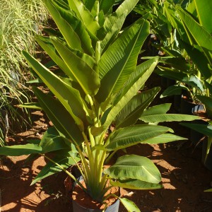 Nome Científico da Bananeira-de-Jardim