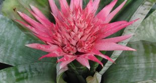 Bromeliaceae Aechmea Apocalyptica