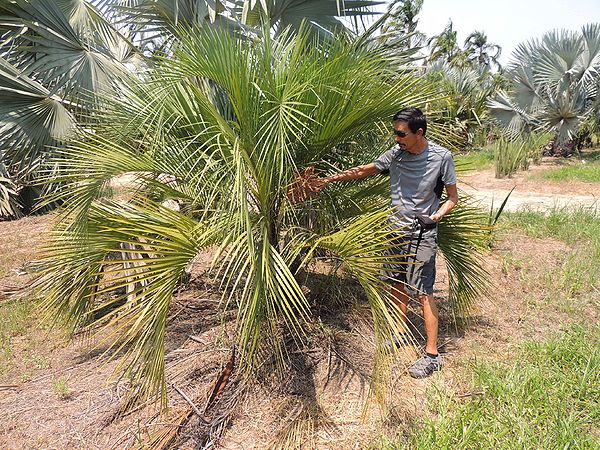 Plantas em Extinção em Goiás