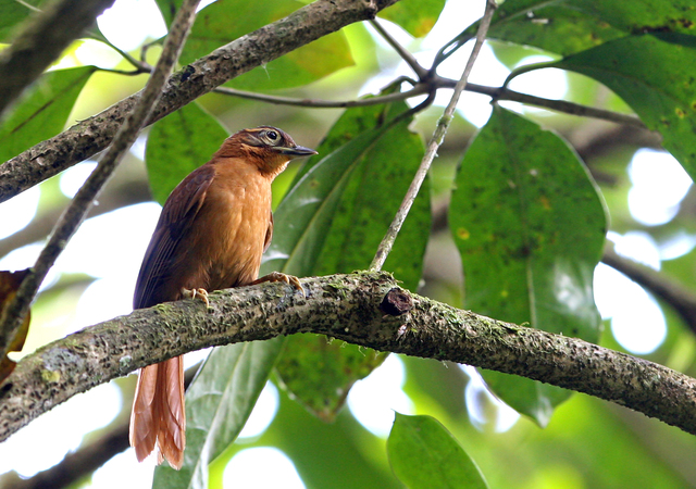 Limpa Folha do Nordeste Extinto