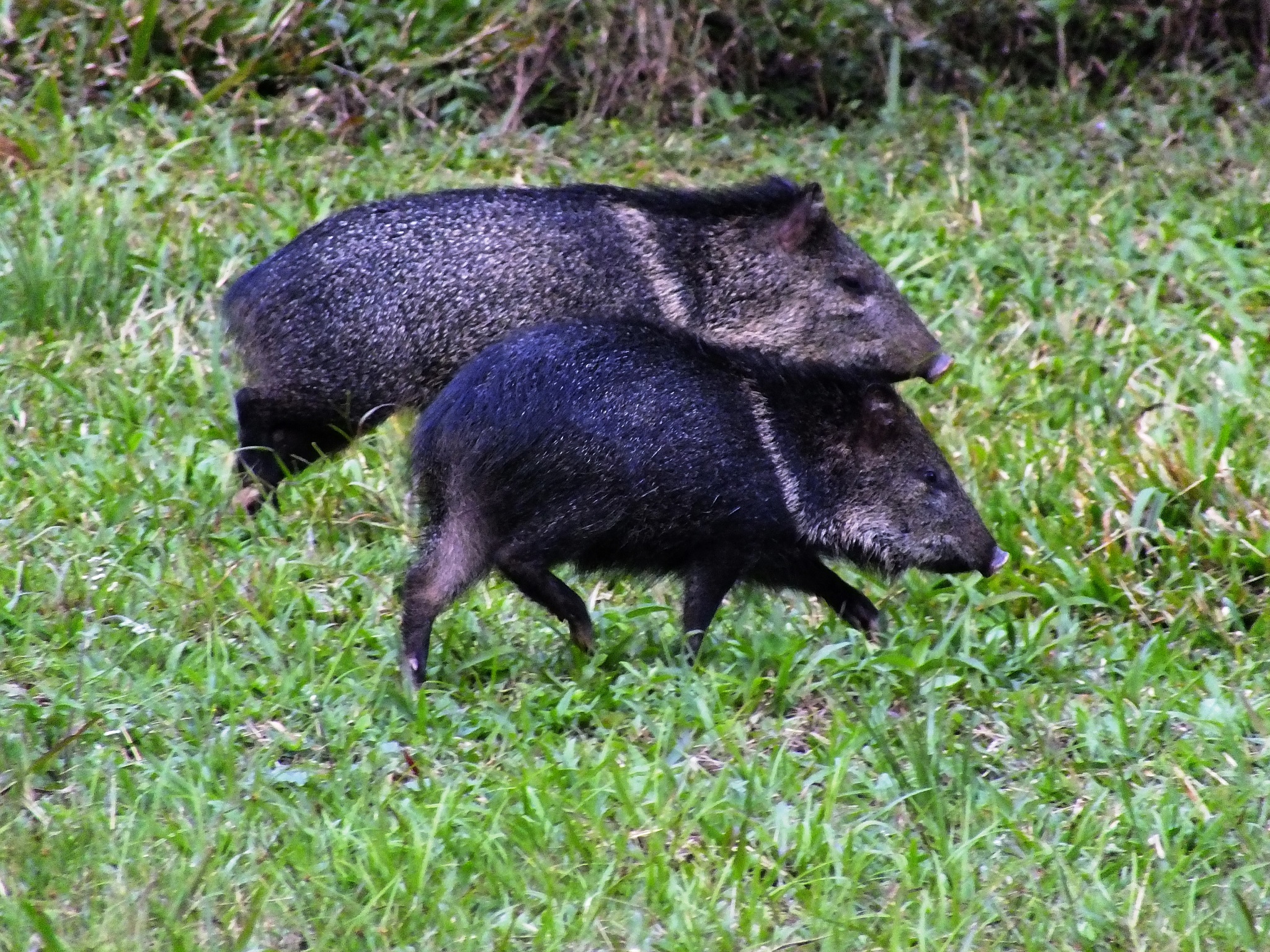 Diferença Entre Cateto e Javali