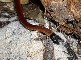 Cobra Cabeça Preta Corpo Marrom