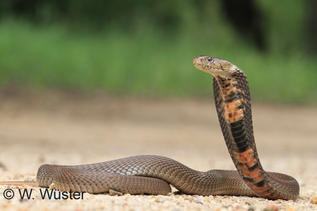 Cobra Cuspideira Moçambicana