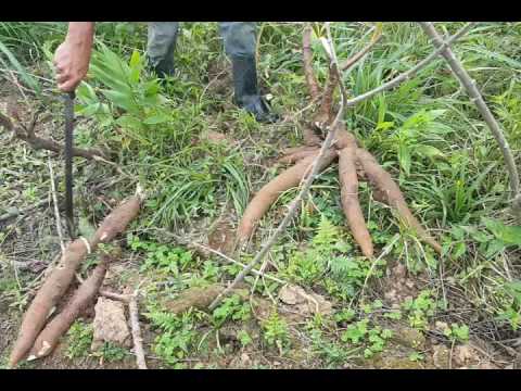 Mandioca Brava Nome Científico