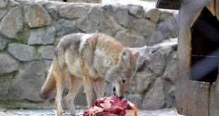 Coyote se Alimentando