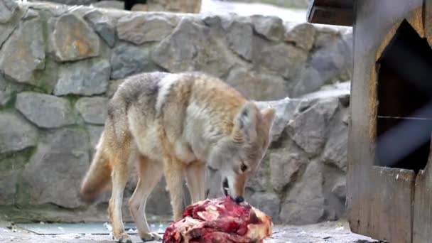 Alimentação do Lobo Vermelho: o que o Lobo Vermelho Come?