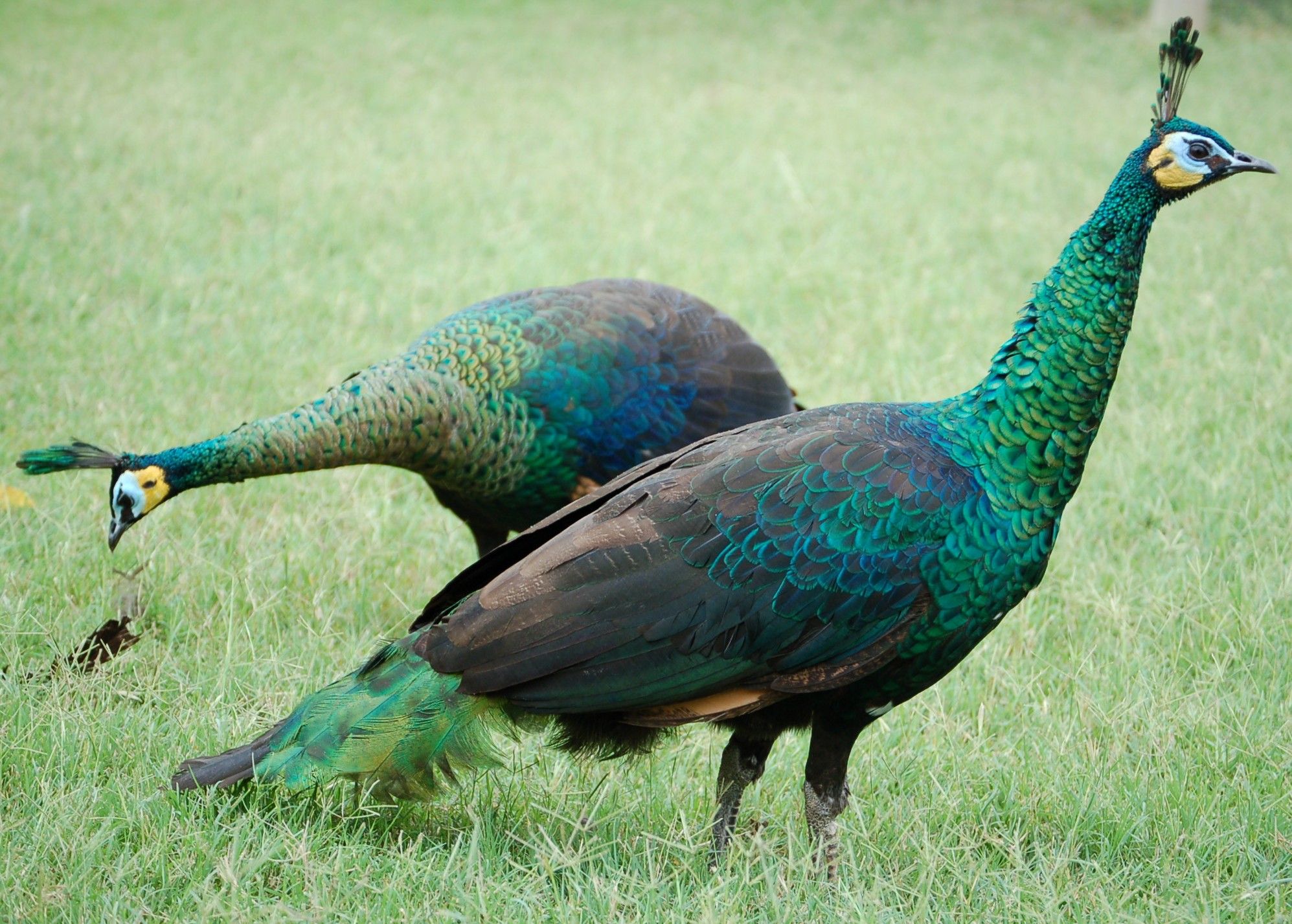 Comprimento do Pavão Verde