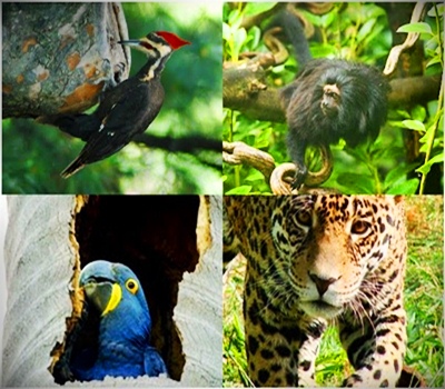 Animais da Amazônia Em Extinção