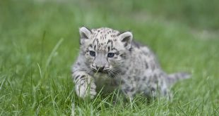 Filhote de Leopardo das Neves Correndo na Grama