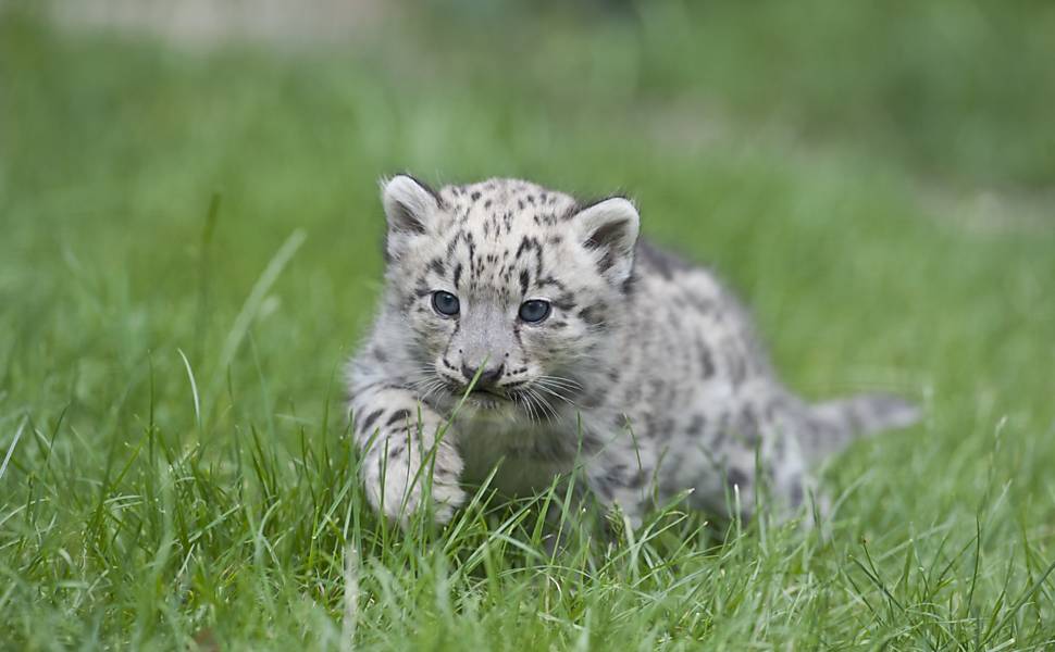 Leopardo das Neves Características e Velocidade