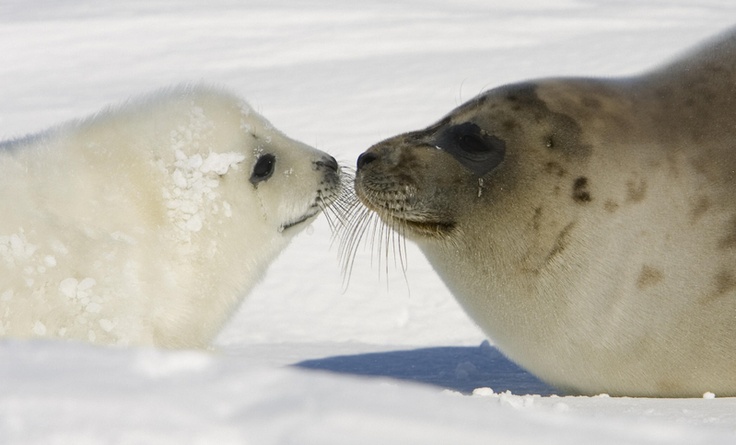 Foca Harpa Curiosidades