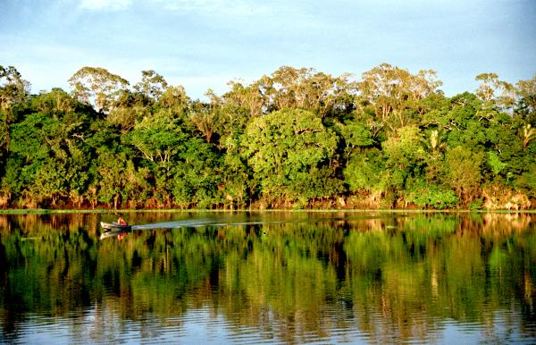 Floresta Amazônica Curiosidades