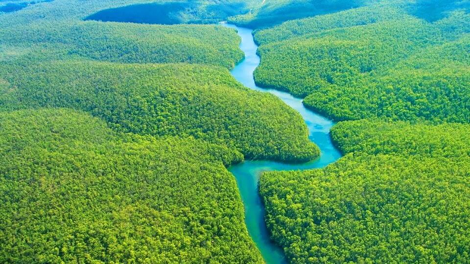 Floresta Amazônica Principais Plantas Presentes