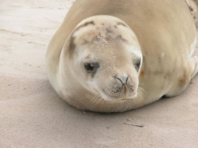 Focas da Antártida