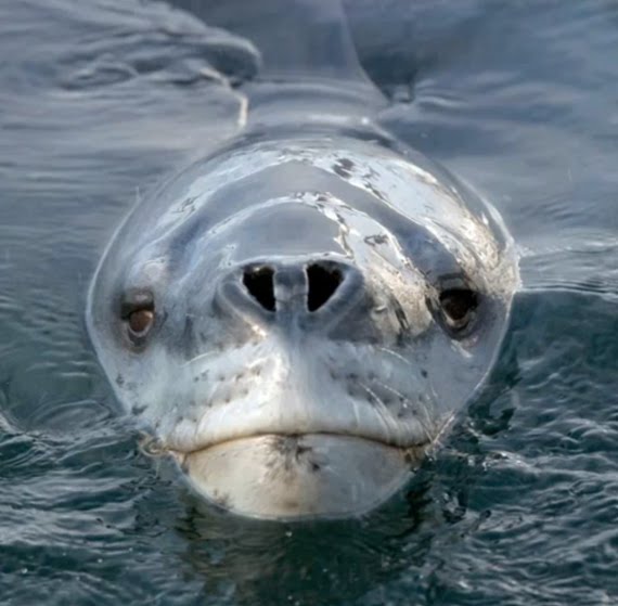 Foca Leopardo Características