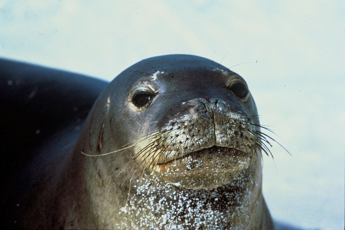 Foca Monge do Havaí Características