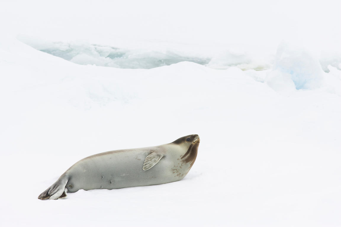 Características da Foca-de-Ross