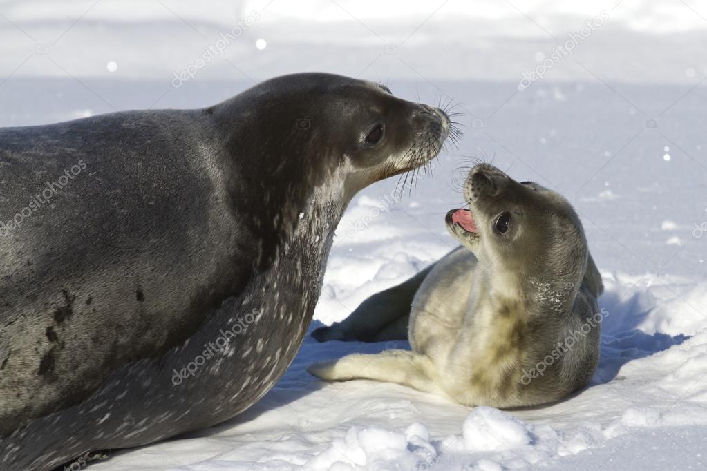 Foca de Weddell Características