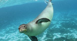 Foca do Mediterrâneo Nadando