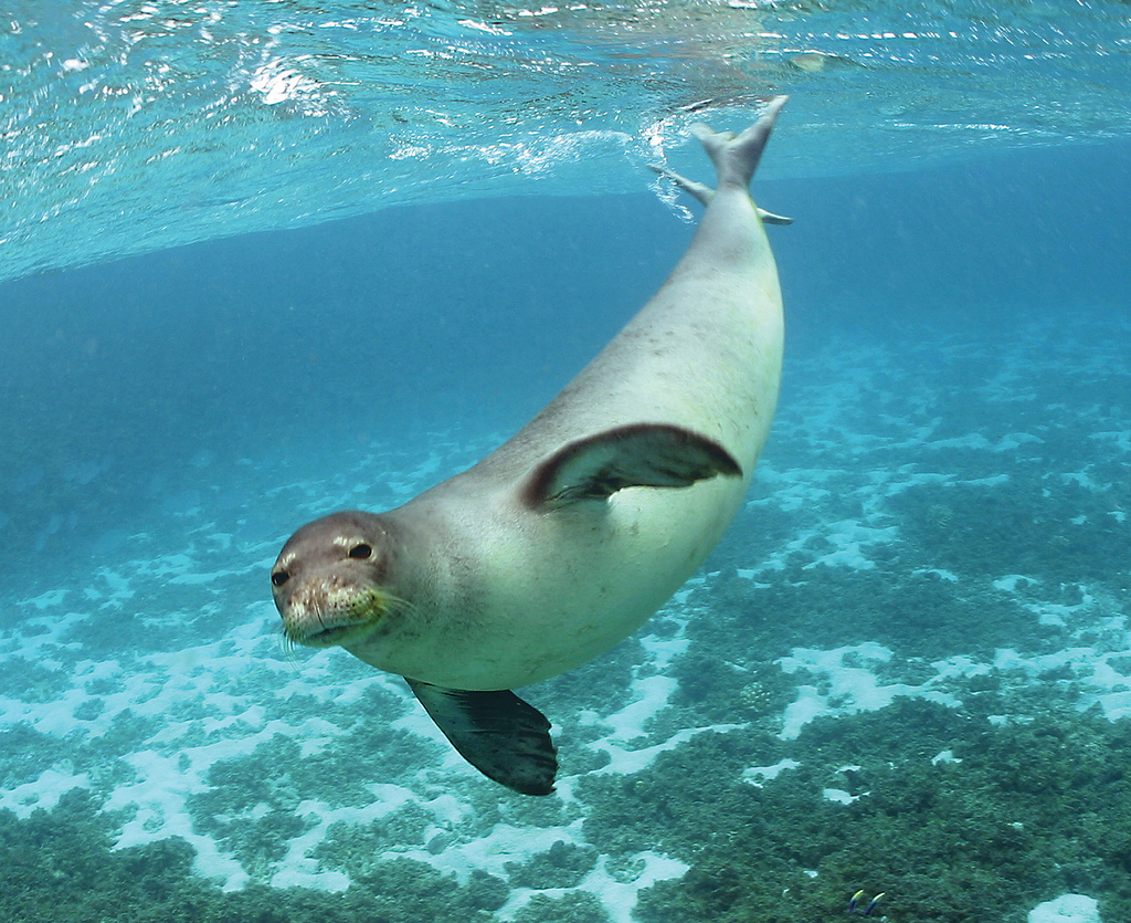 Foca Monge do Mediterrâneo