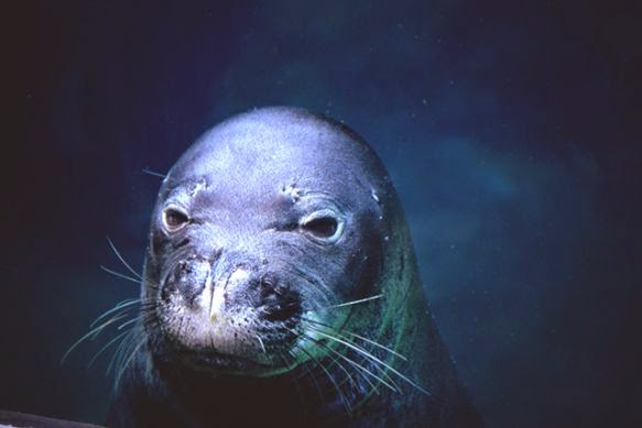 Foca Monge das Caraíbas Características