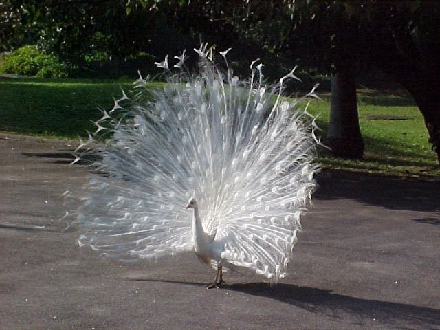 Características do Pavão