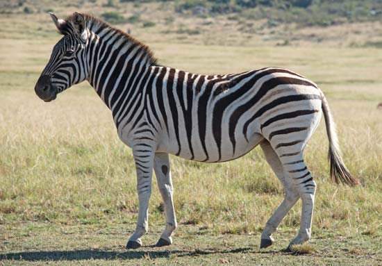 Tempo de Vida da Zebra