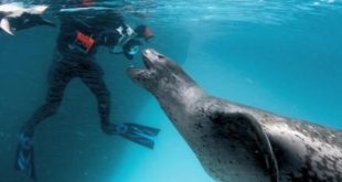 Fotógrafo da National Geographic Encara uma Mortal Foca-Leopardo