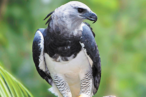 Animais Em Extinção No Norte