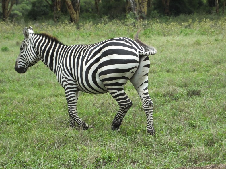 Tudo Sobre a Zebra de Chapman