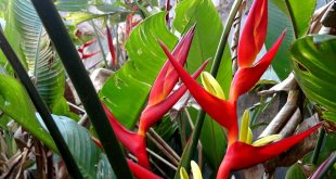 Heliconia Brasiliensis