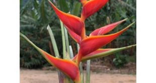 Heliconia Stricta - Cultivo