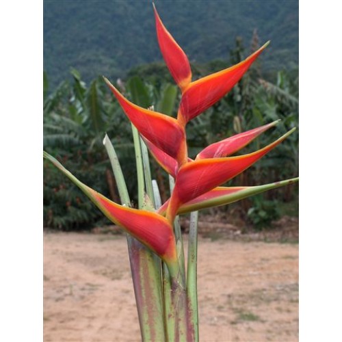 Heliconia Stricta