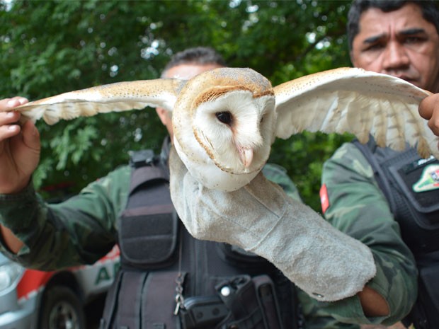 Criadouro de Corujas Autorizado Pelo Ibama