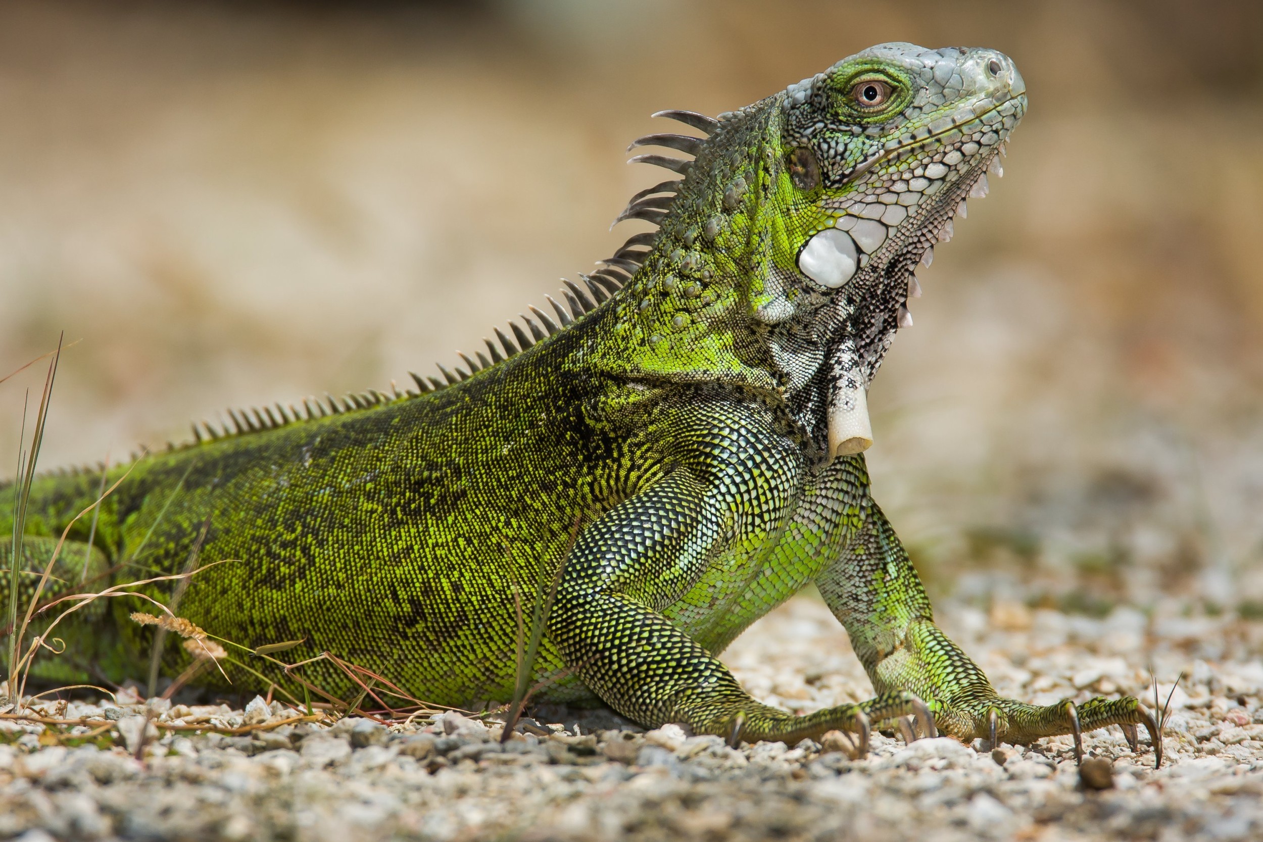 Curiosidades da Fauna da Caatinga