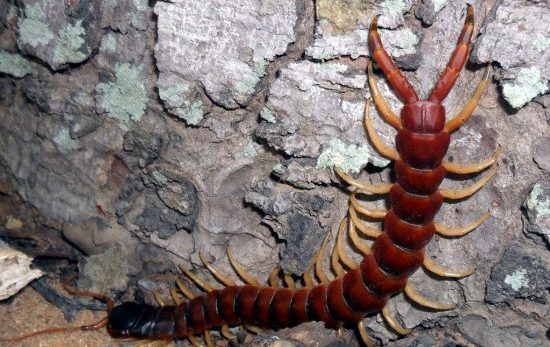 Lacraia Gigante da Amazônia