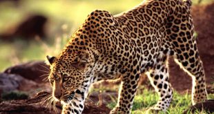 Leopardo Africano