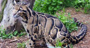 Leopardo Nebuloso