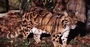 Leopardo Nebuloso de Bornéu Andando na Floresta