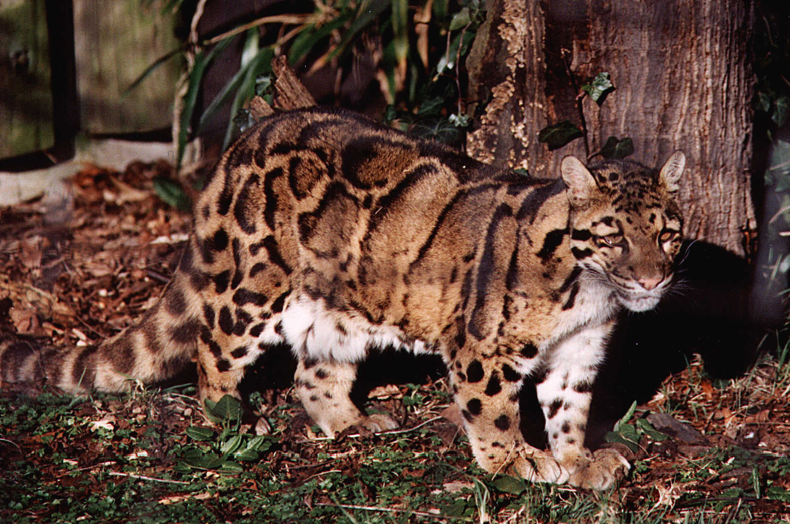 Leopardo Nebuloso de Bornéu