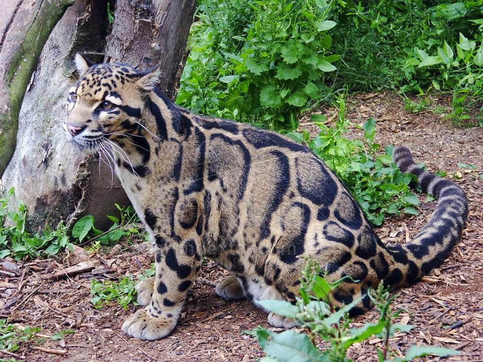 Leopardo Nebuloso de Taiwan