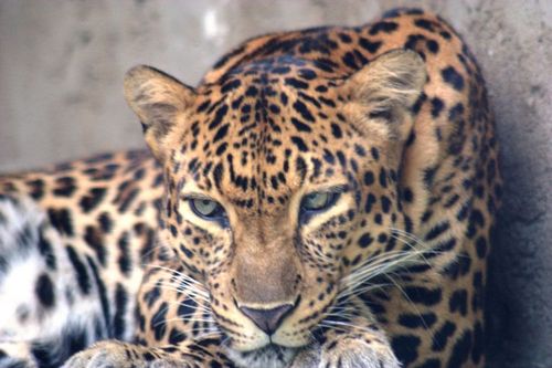 Leopardo Características