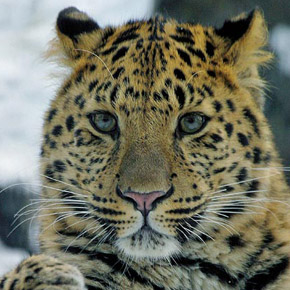 Porque o Leopardo de Amur Está em Extinção?