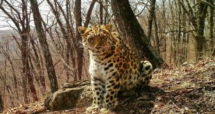 Leopardo-de-Amur