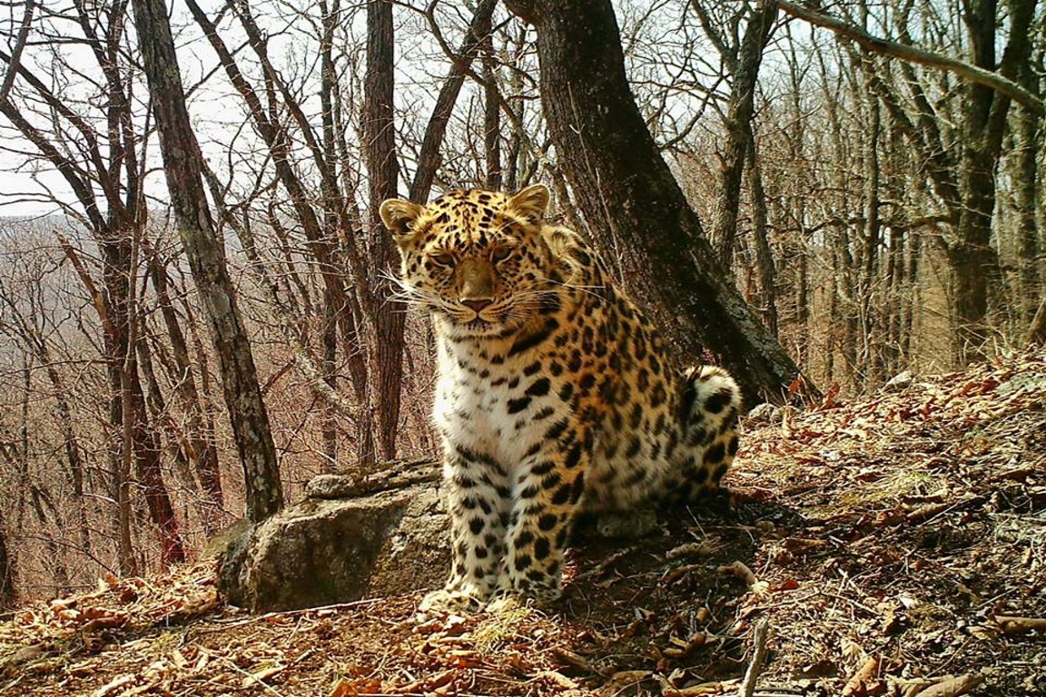 Nome Científico e Classificações Inferiores do Leopardo