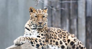 Leopardo de Amur