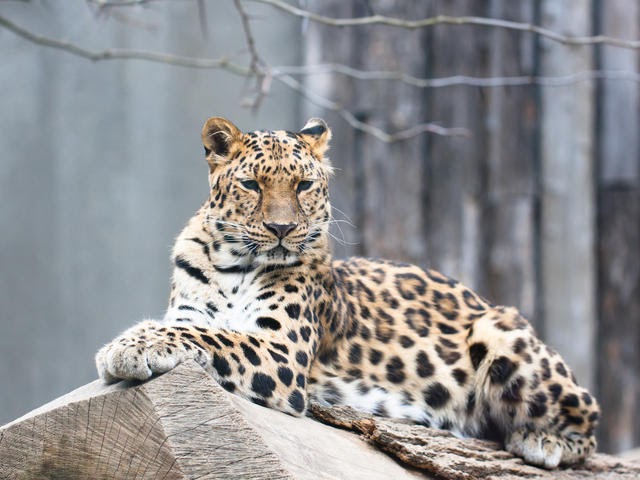 Leopardo de Amur Tamanho e Status de Preservação