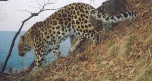 Leopardo-de-Amur Andando Pela Mata