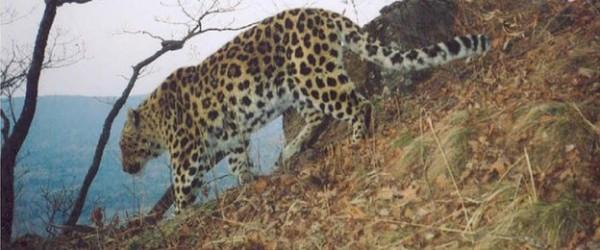 Alimentação do Leopardo de Amur